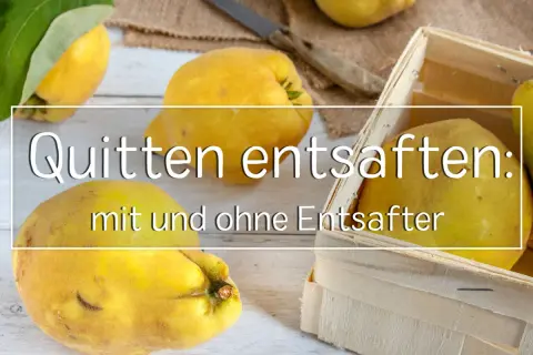 Reife Quitten liegen bereit, um quitten entsaften mit oder ohne kerne. Ein Messer und eine Holzkiste deuten auf die Zubereitung hin.