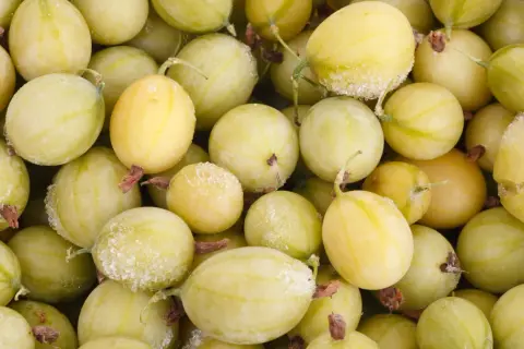 Gefrorene Stachelbeeren, bereit zur Weiterverarbeitung. Die hellgrünen Beeren sind mit feinem Eis überzogen.