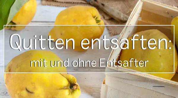 Reife Quitten liegen bereit, um quitten entsaften mit oder ohne kerne. Ein Messer und eine Holzkiste deuten auf die Zubereitung hin.