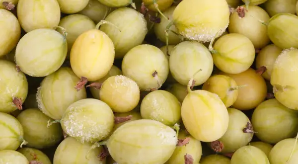 Gefrorene Stachelbeeren, bereit zur Weiterverarbeitung. Die hellgrünen Beeren sind mit feinem Eis überzogen.