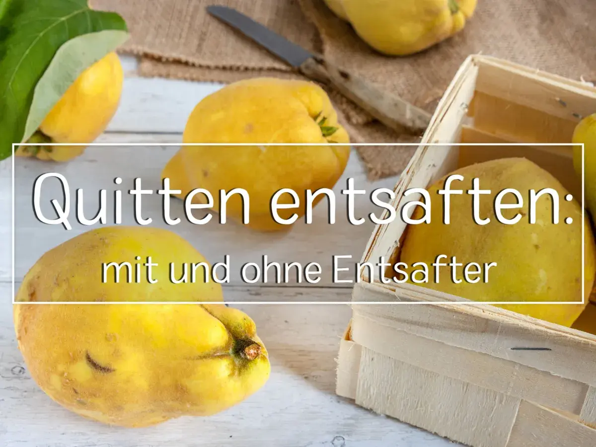 Reife Quitten liegen bereit, um quitten entsaften mit oder ohne kerne. Ein Messer und eine Holzkiste deuten auf die Zubereitung hin.